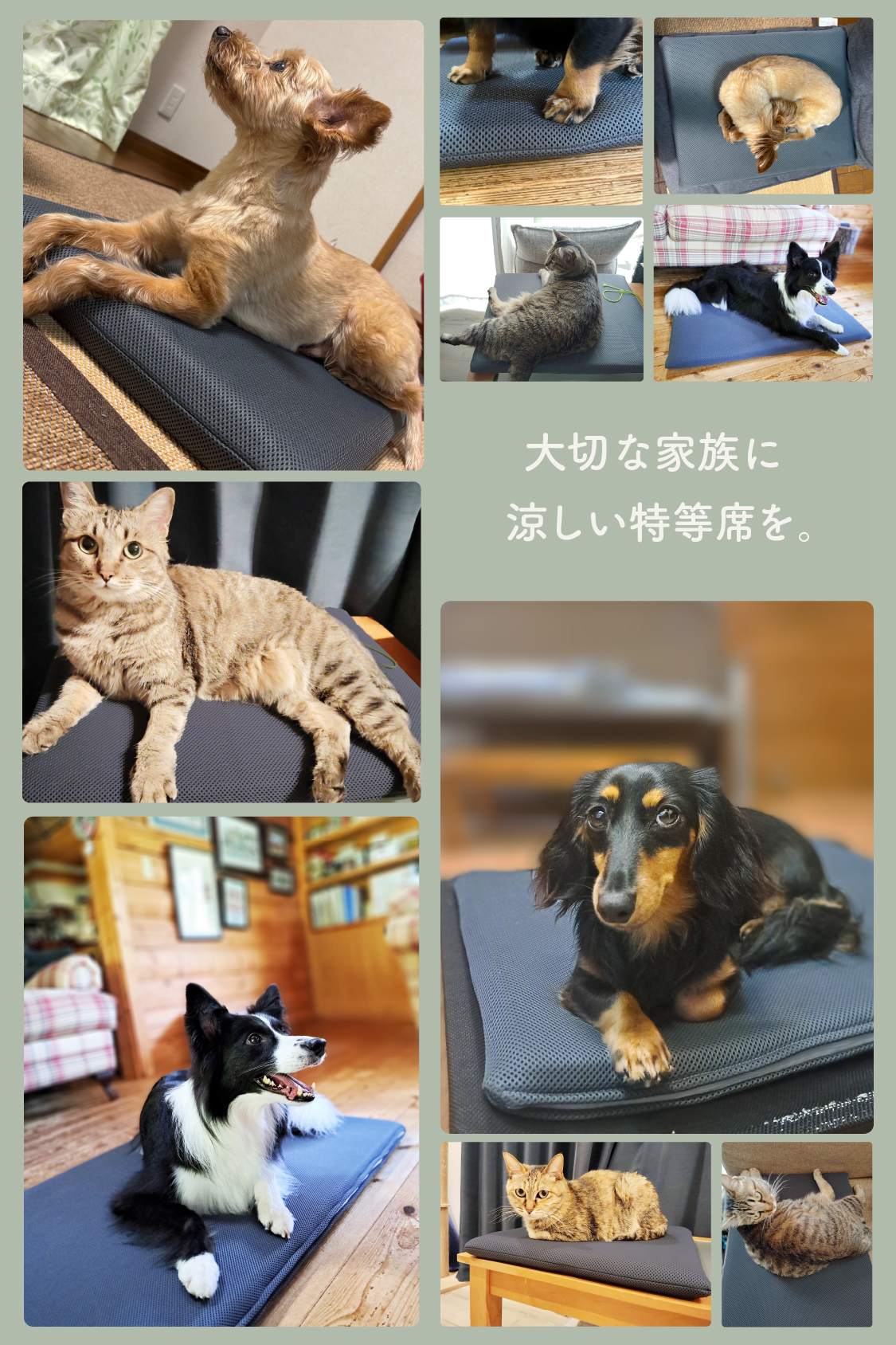 猫や小型犬から大型犬まで快適に使えるペットクッション 使用シーン例